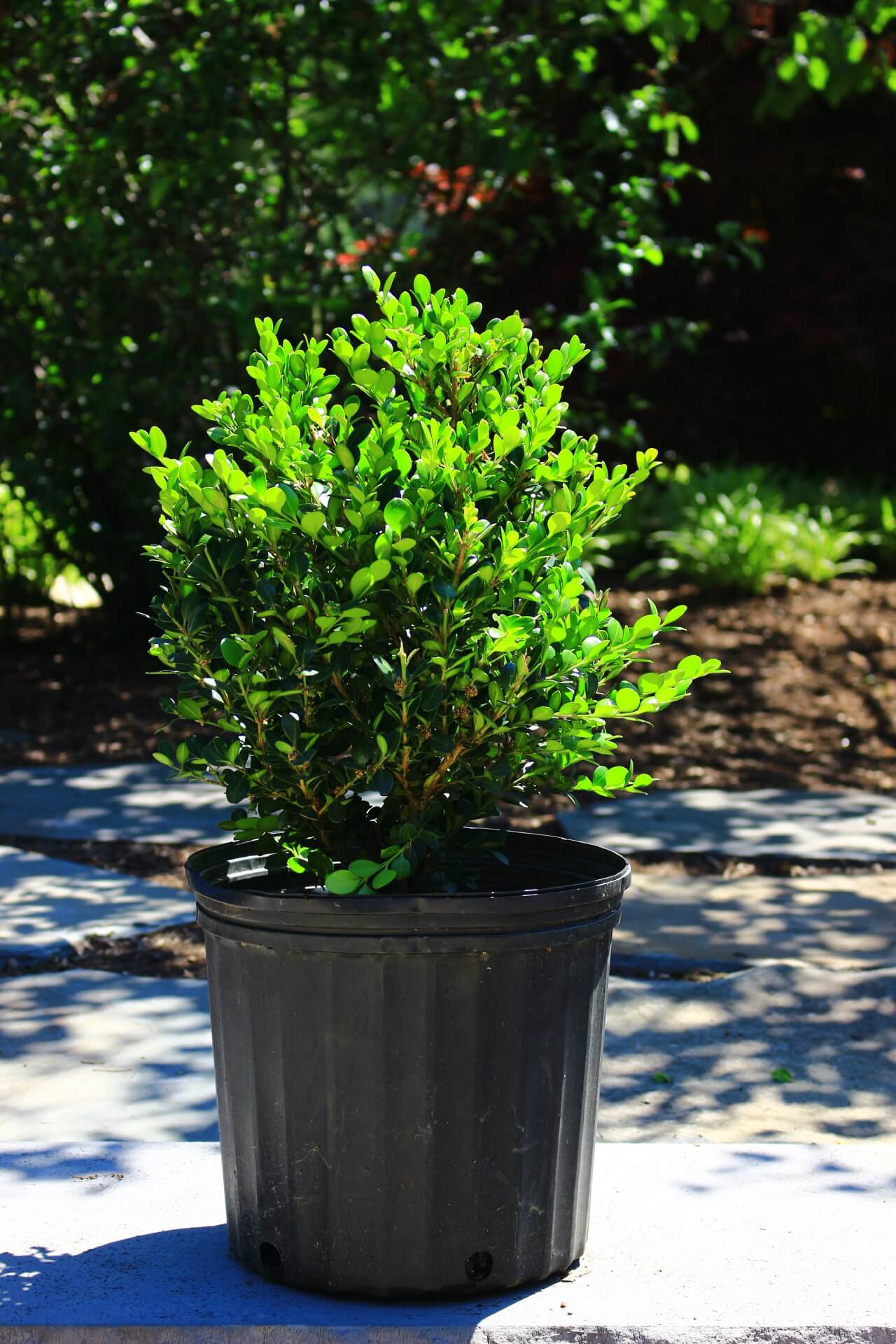 Buxus Winter Gem 3G • Cross Creek Nursery and Landscape