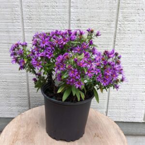 deep purple flowers