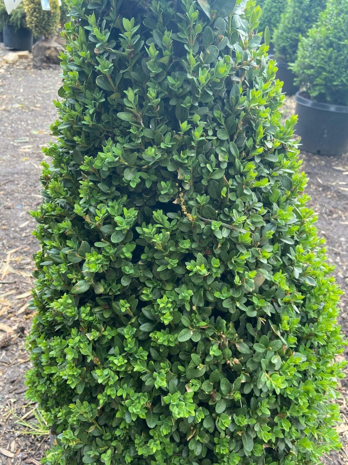 Buxus Green Mountain Cone 10G • Cross Creek Nursery and Landscape