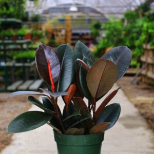 Deep green leaves, burgundy undersides