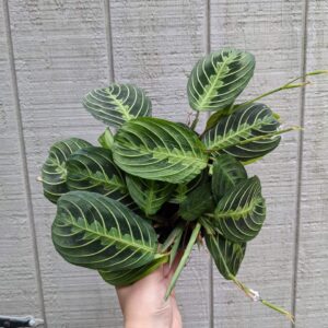 lime green patterned leaves