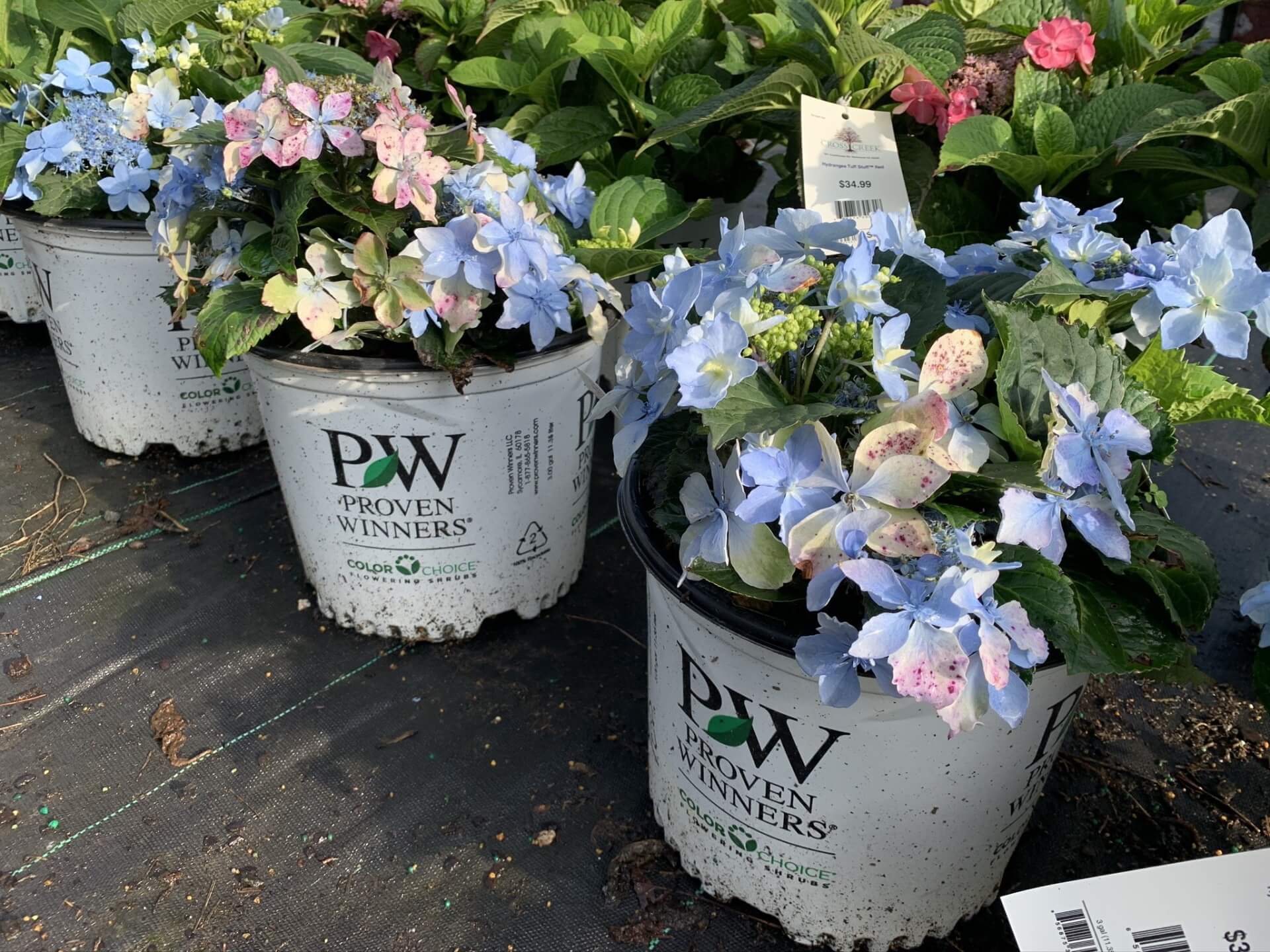 Hydrangea Tiny Tuff Stuff 3G • Cross Creek Nursery and Landscape