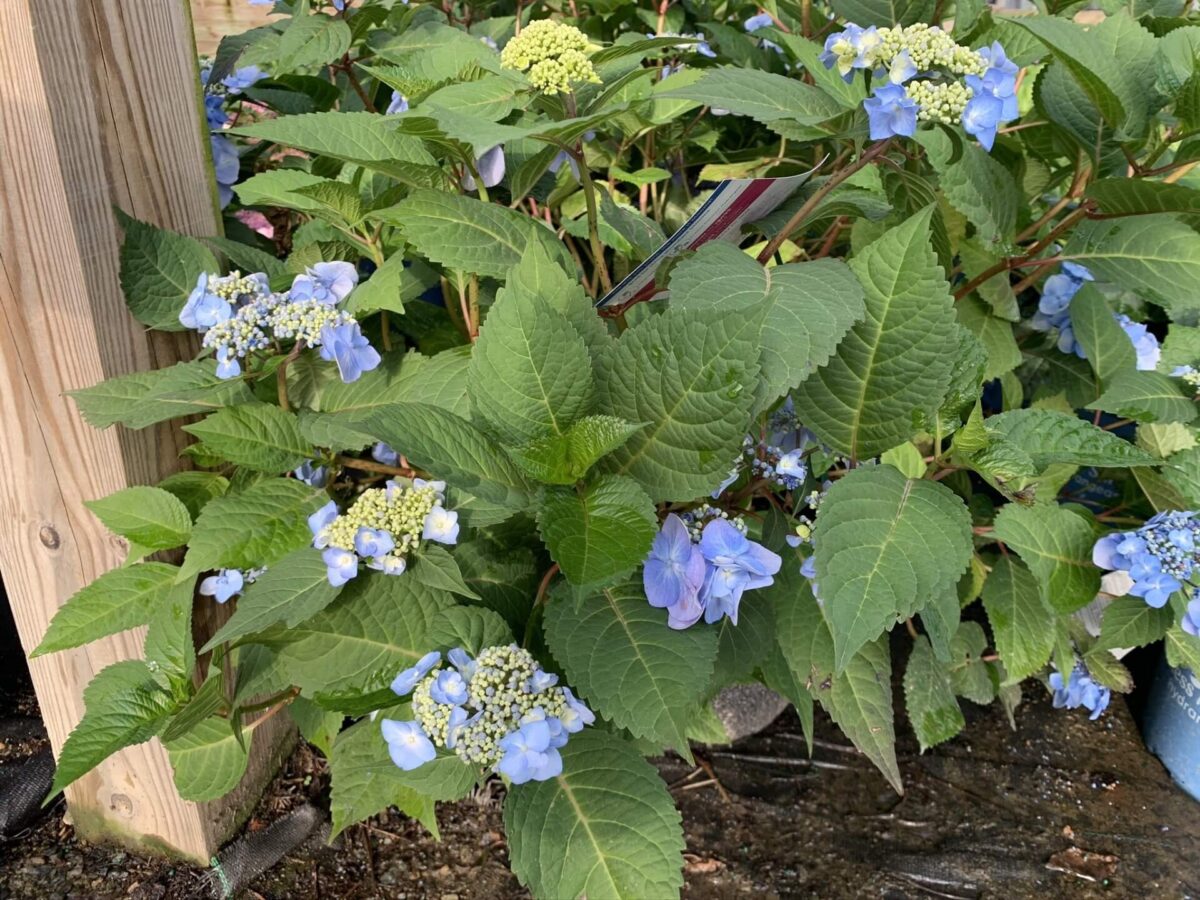 Hydrangea Twist N Shout 7G • Cross Creek Nursery and Landscape