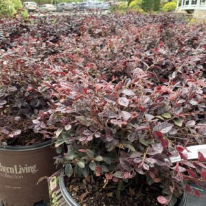 Deep pink flowers, evergreen.