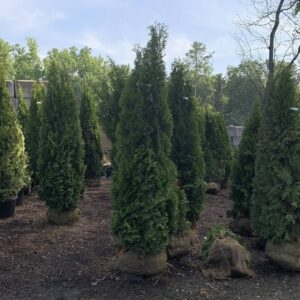 Pyramidal in habit with "emerald" green foliage all year round