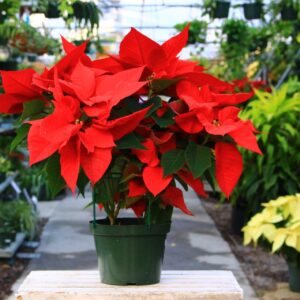 Tropical holiday plant with Red and green leaves.