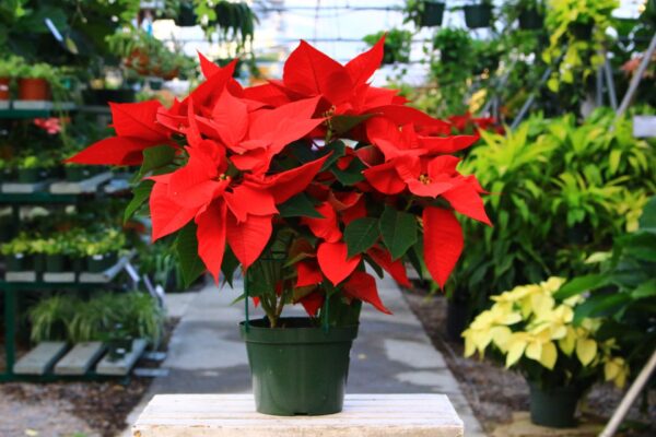 Tropical holiday plant with Red and green leaves.