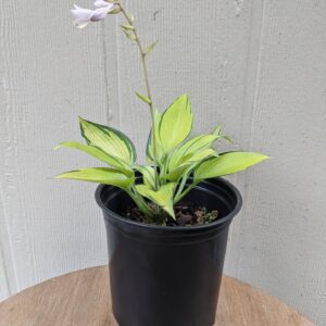 lime green leaves with purple flowers