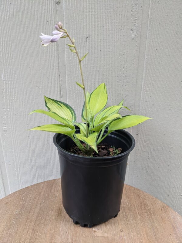 lime green leaves with purple flowers