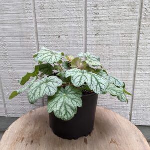 green variegated leaves