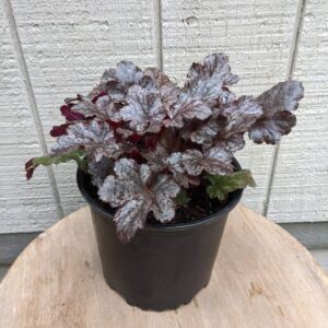 deep reddish purple foliage