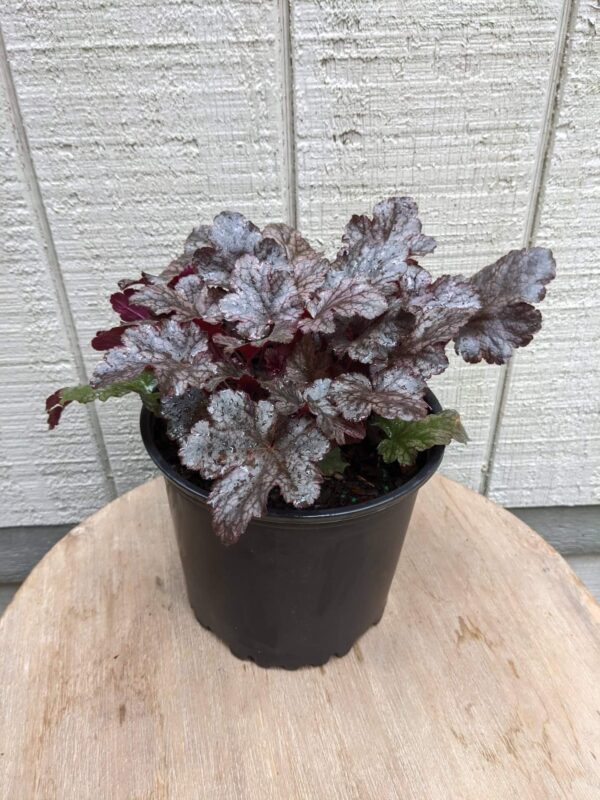 deep reddish purple foliage