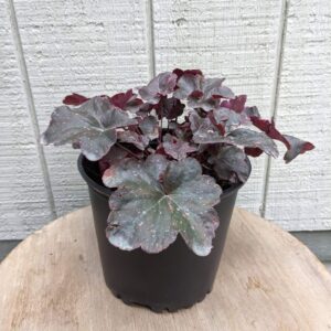 dark foliage with bright pink speckles