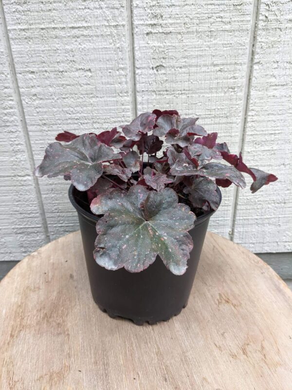 dark foliage with bright pink speckles