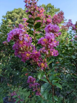 Crape Myrtle - Purple Cow 7G • Cross Creek Nursery and Landscape