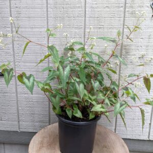 green leaves with red diamond patterns