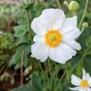 anemone bloom - wide white petals with a yellow center