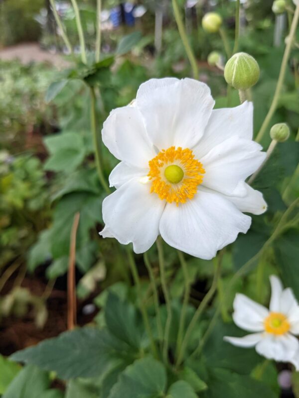 anemone bloom - wide white petals with a yellow center