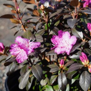 purple-pink flowers and dark foliage