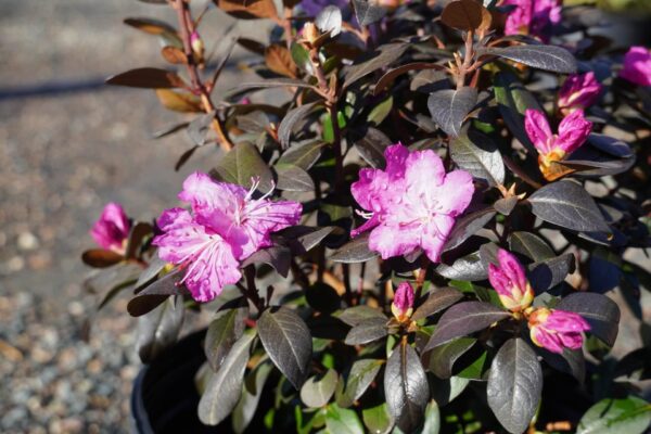 purple-pink flowers and dark foliage