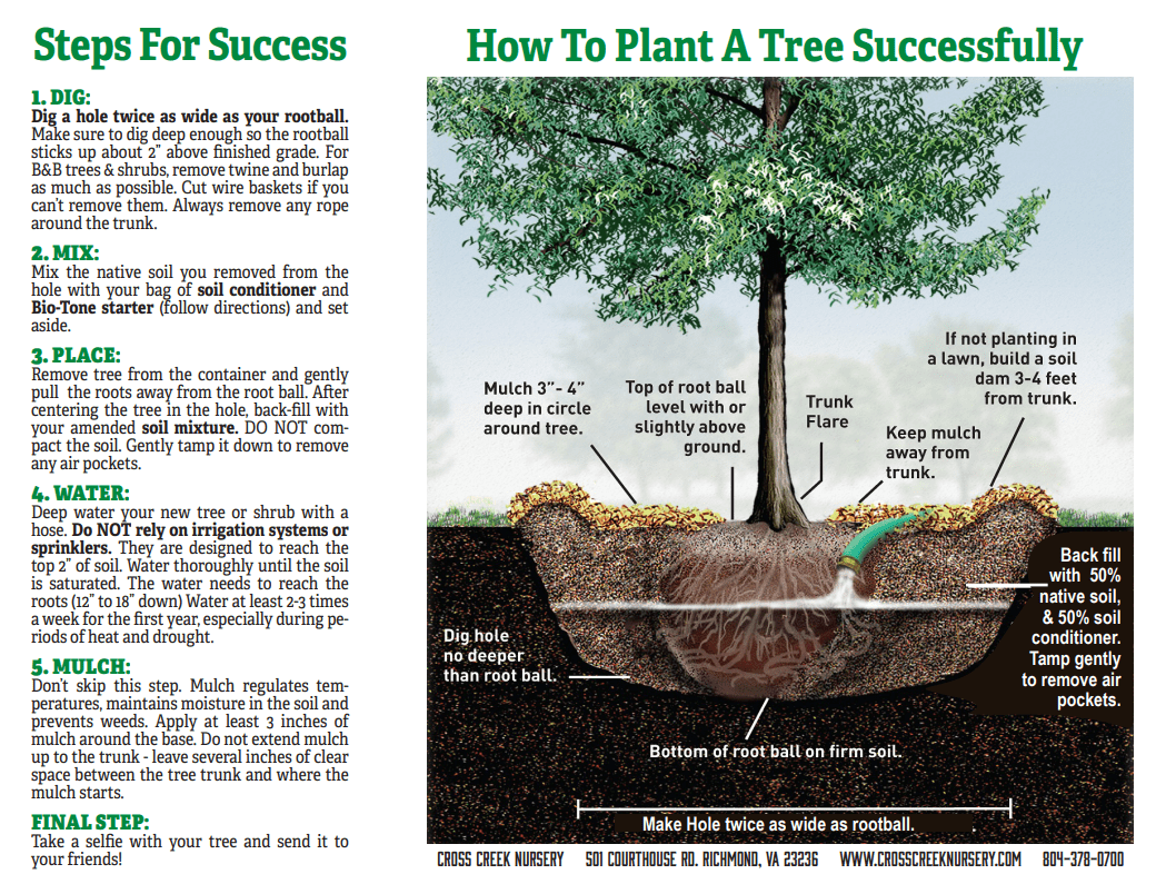 How to Plant a Tree • Cross Creek Nursery and Landscape